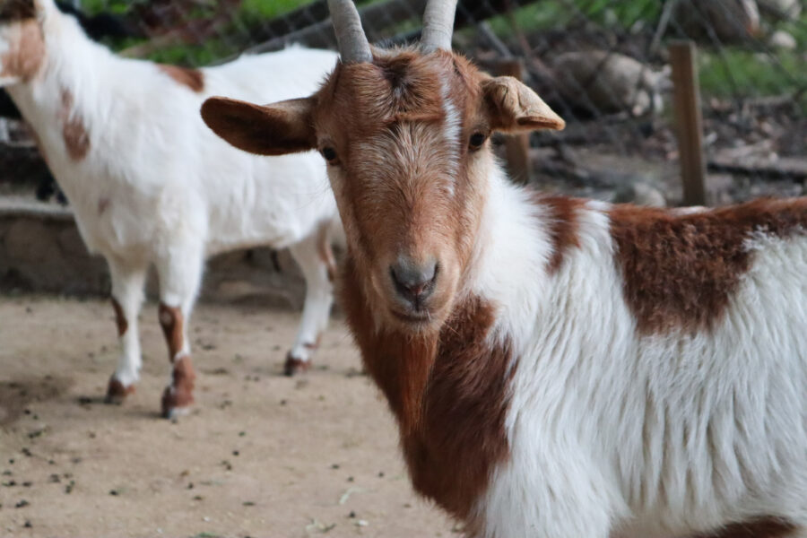 brown and white goat.