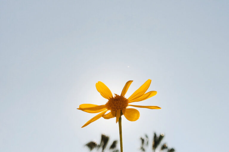 yellow flower against the sky.